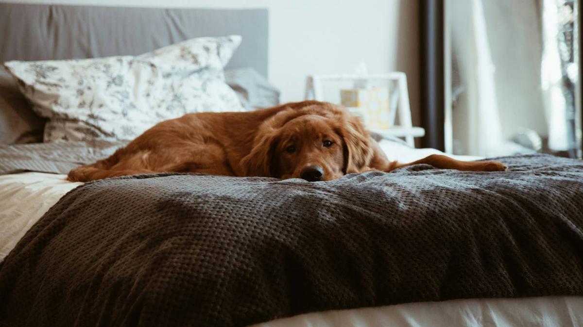 Dog in bed.
