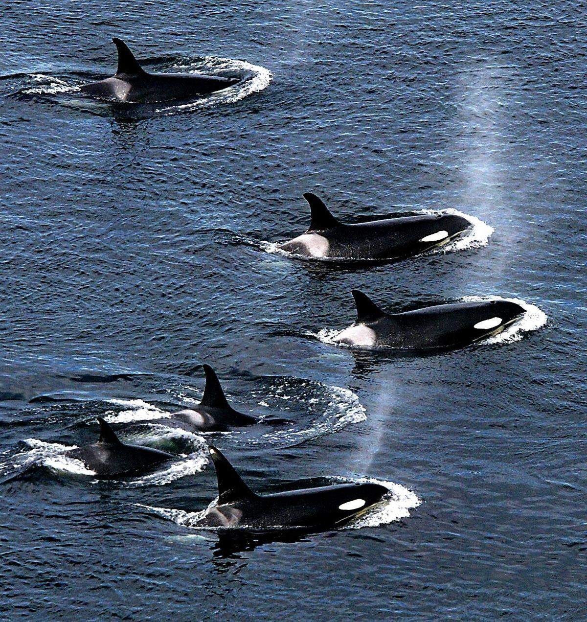 An explosive cloud of mist and vapor hang in the air as an armada of orca whales surface to breath as they swim close to shore near Lim Kiln State Park on San Juan Island in Washington state.