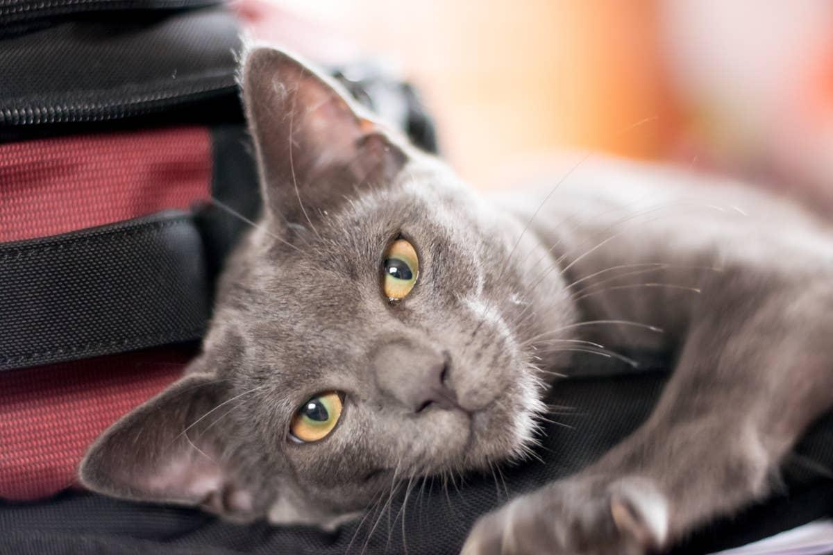  A relaxed companion that bonds closely with its owner during travel.