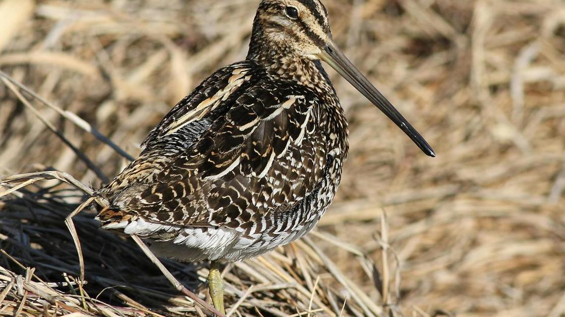 Rarely Seen Bird Keeps Popping up in NYC's Bryant Park and People Are Having a Field Day 