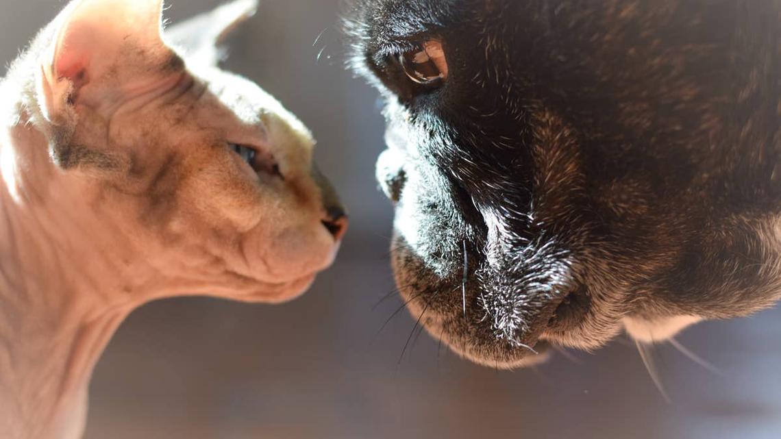 This Frenchie Is 'Obsessed' With His Sphynx Cat Sister and Their Cuddle Sessions Are Going Viral 