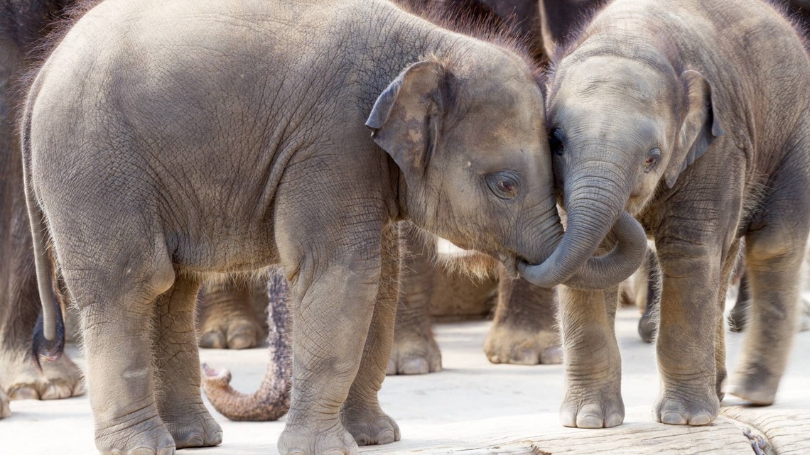 Twin Elephants Like to Hold Trunks the Way People Hold Hands