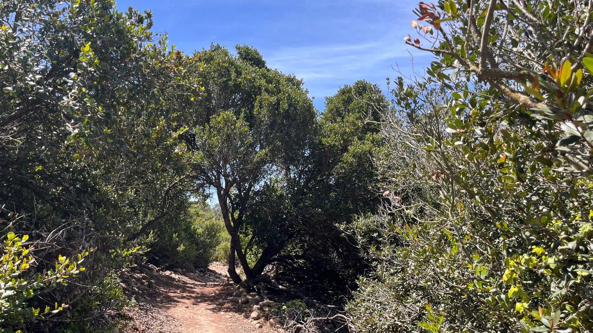 The Ruffin Canyon Trail is now about half a mile longer so hikers can travel between Serra Mesa and Mission Valley. (Maura Fox/The San Diego Union-Tribune/TNS)