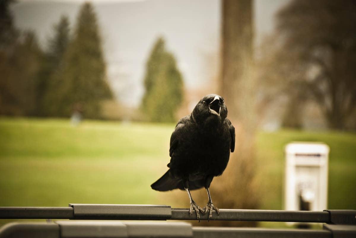 A crow communicating through birdsong. 