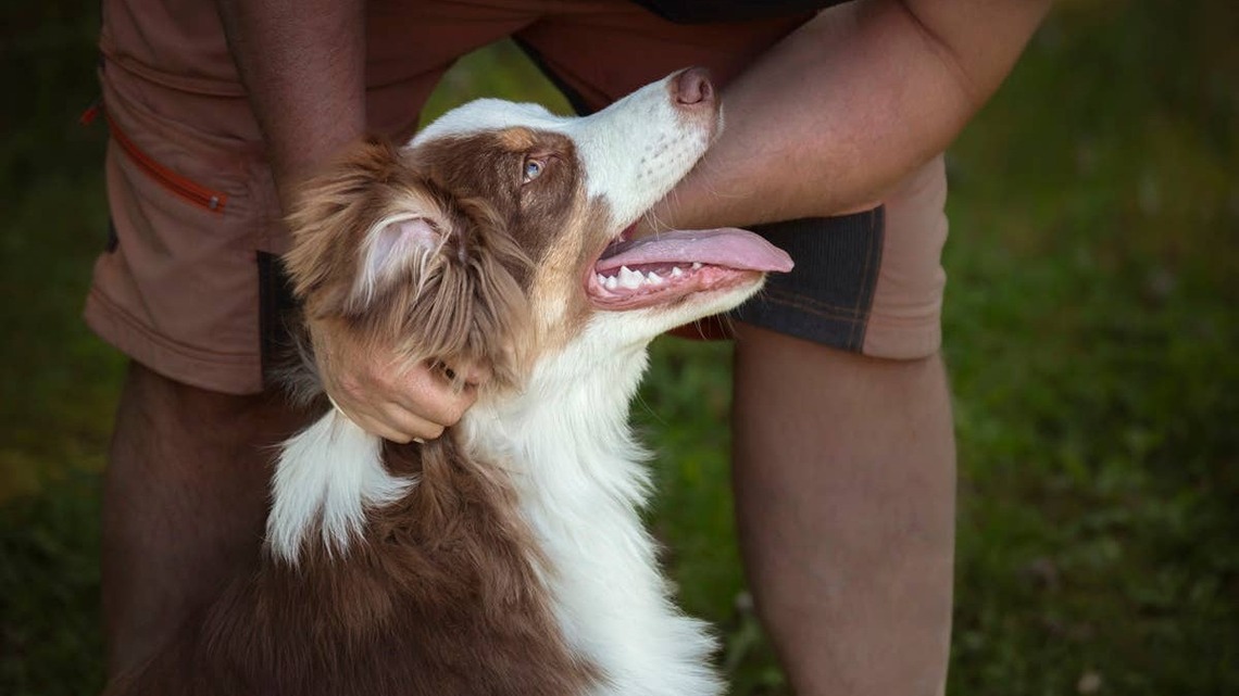 7 Signs Your Dog Looks Up to You More Than You Realize 