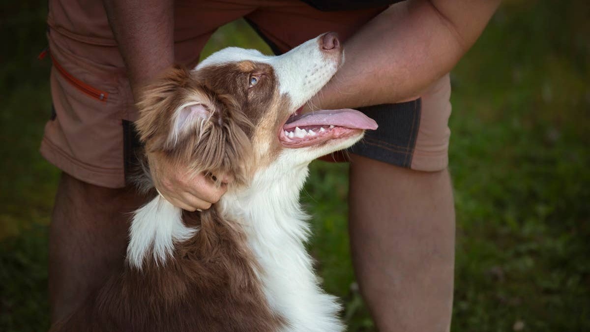 A dog who admires its owner checking on them while out walking.