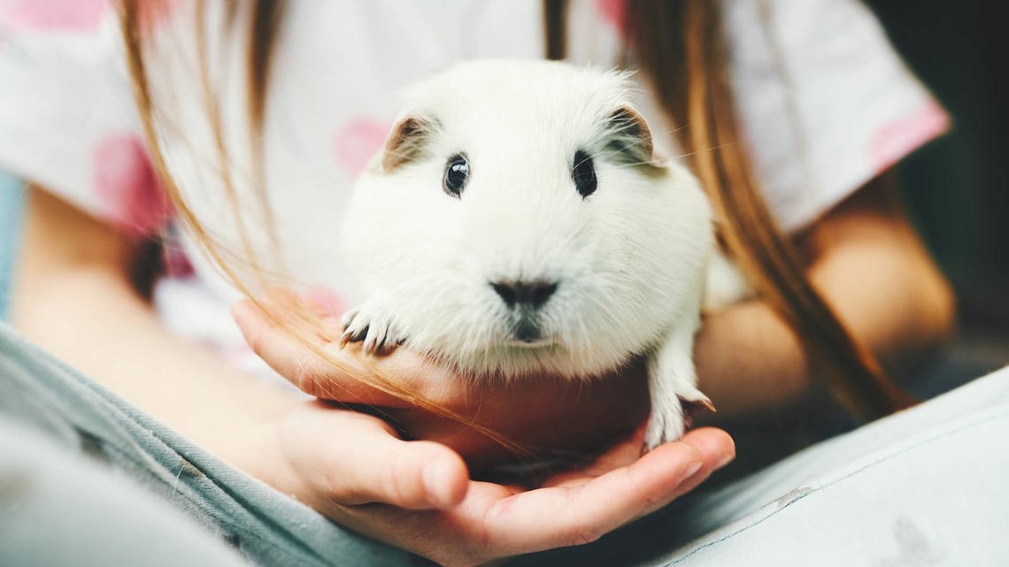 Woman's Hack for Clipping Her Guinea Pig's Nails Is So Cute 