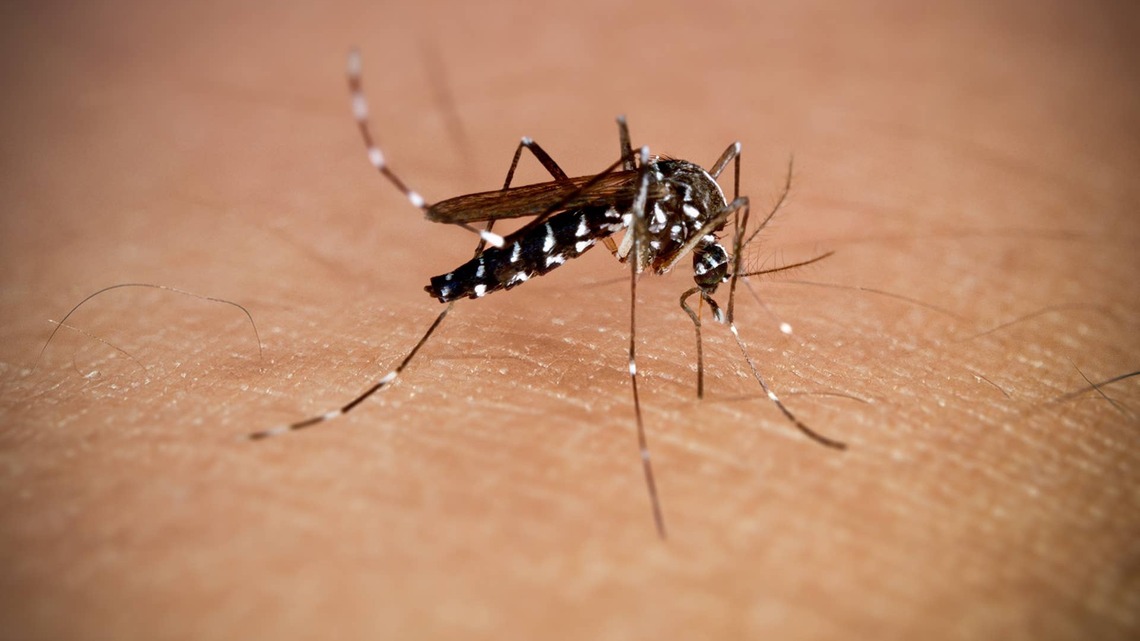 Florida's Ongoing Dengue Fever Outbreak Shatters Decades-Long Health Record 