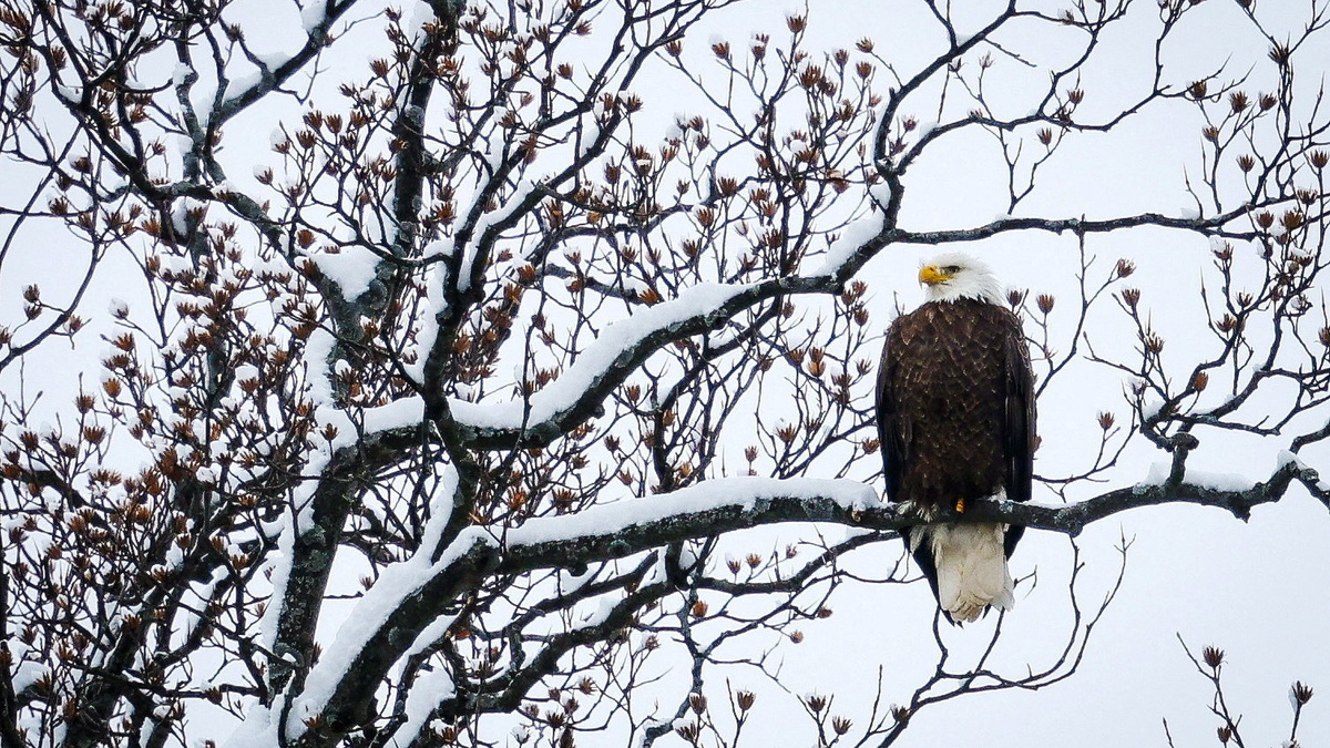 A bald eagle perches on a branch covered in snow during a winter storm in Nyack, New York, U.S., December 14, 2025. REUTERS/Mike Segar
