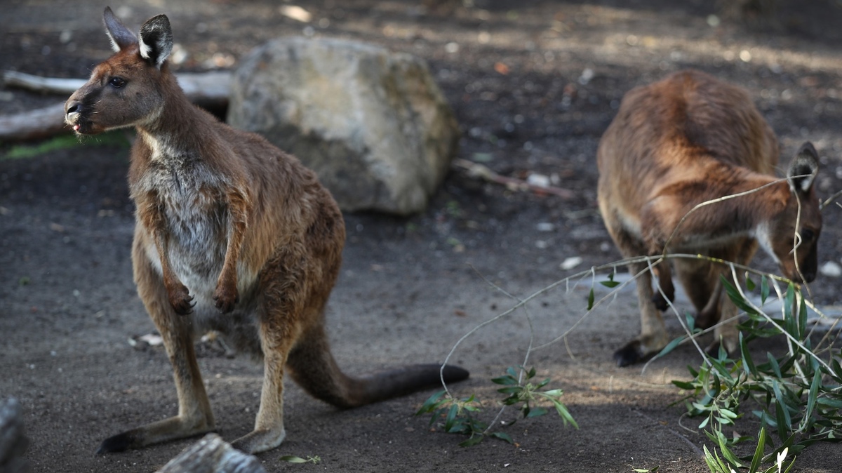 SYDNEY, AUSTRALIA - OCTOBER 23: Kangaroo Island kangaroos are seen during an early morning feeding session at the Nura Diya Australia exhibit at Taronga Zoo Sydney on October 23, 2025 in Sydney, Australia.  World Kangaroo Day, held on October 24 each year, celebrates Australia's most iconic animal while raising awareness about the welfare of kangaroos and issues surrounding their conservation and treatment in the wild. The day encourages public appreciation of kangaroos as intelligent, social, and ecologically vital species, and calls for action to protect them from threats such as habitat loss, road accidents, and commercial hunting. (Photo by Lisa Maree Williams/Getty Images)