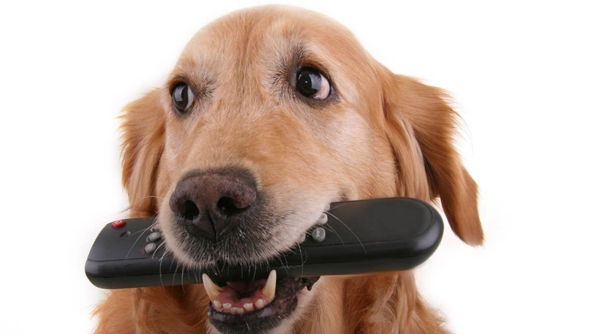 Golden Retriever holding a TV remote control in his mouth. 