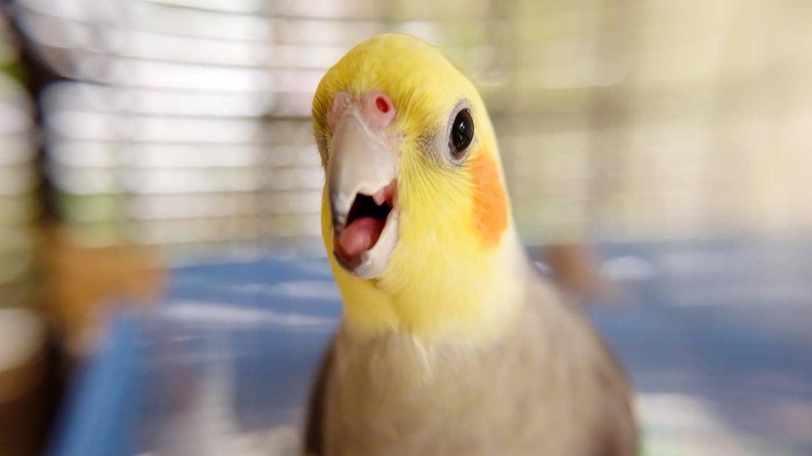 Cockatiel Whistling an Opera Tune Could Break Every Glass in the House 