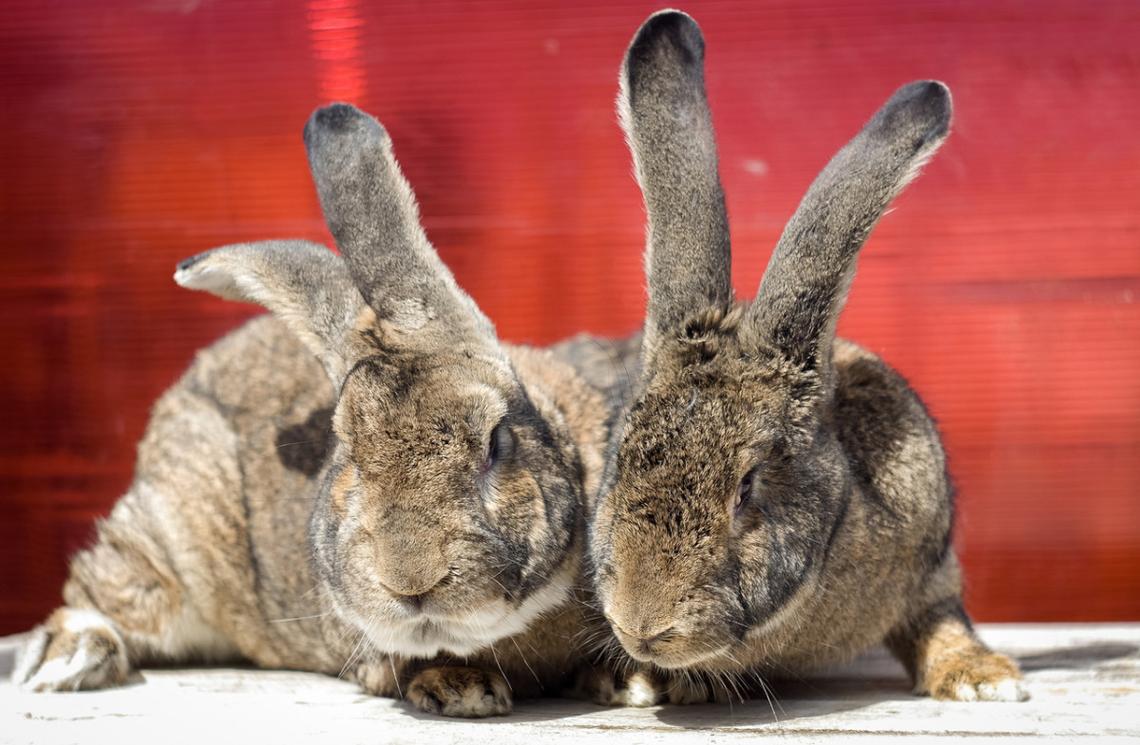  Two Flemish Giant rabbits sitting together. 