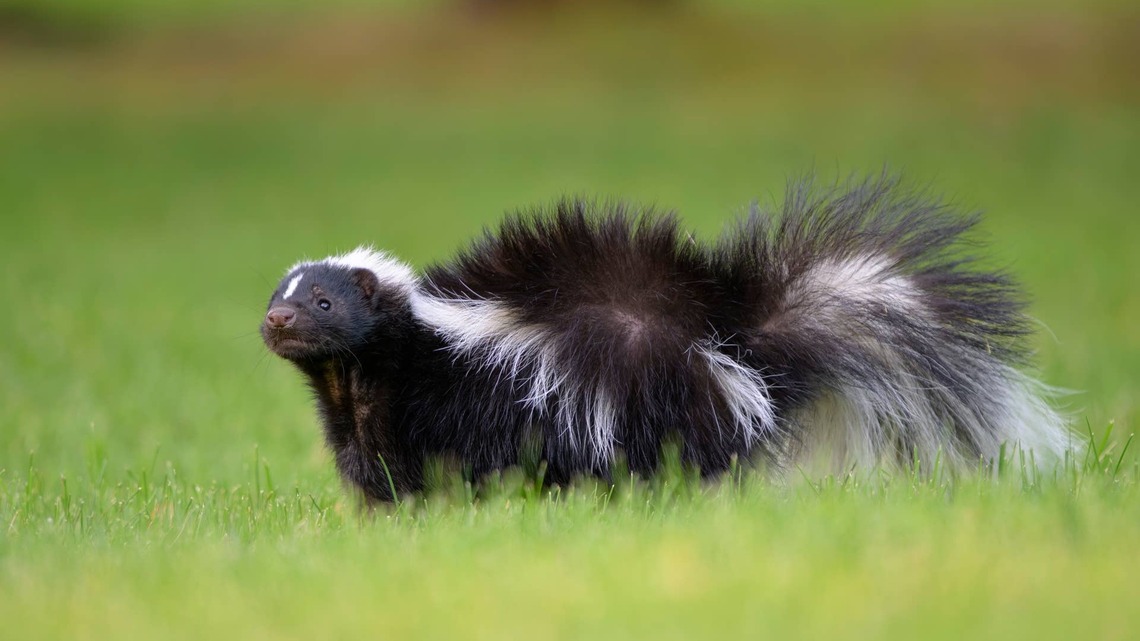Woman Freezes When a Skunk Crashes Her Raccoon Feeding 