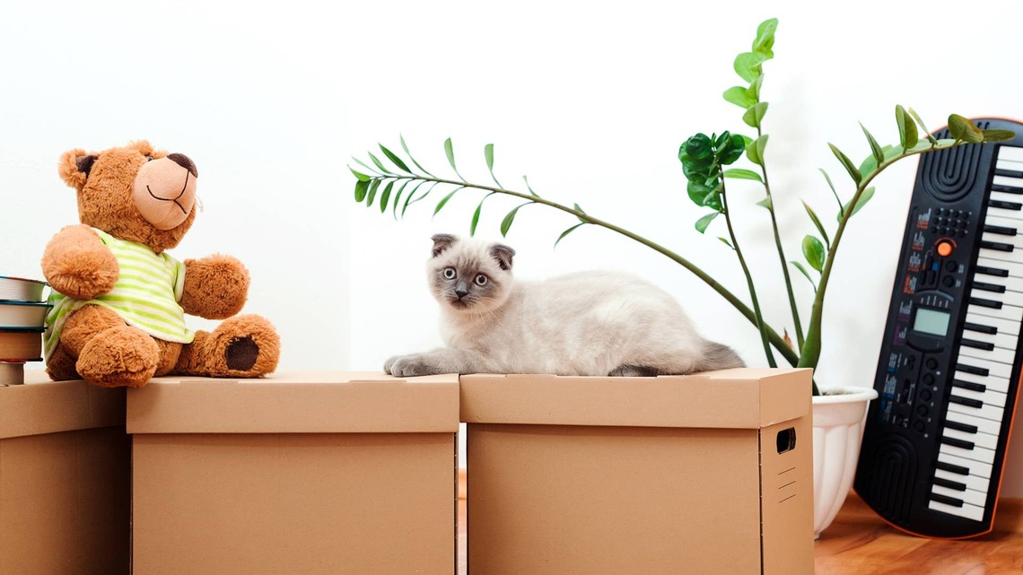 Cute Cat Exploring Her New Home Is So Happy, It's Heartwarming