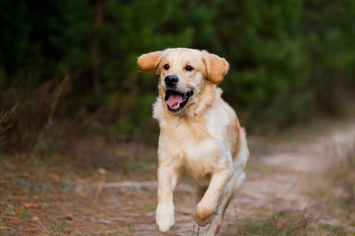  A Golden Retriever running outside.
