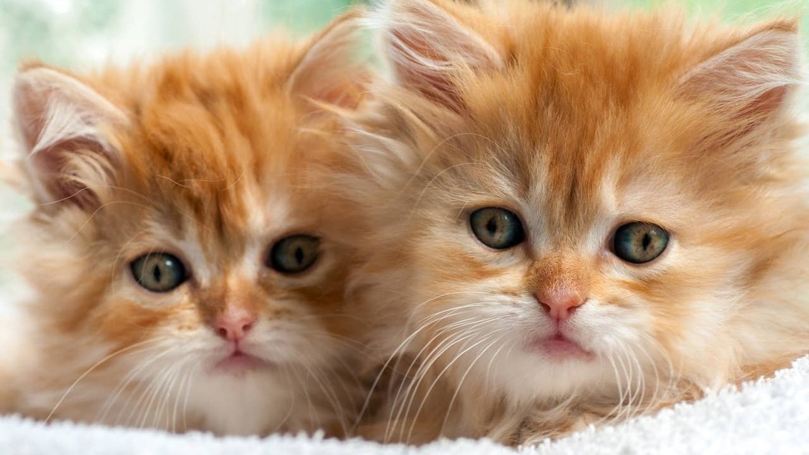 How Well Do You Really Know Orange Cats? Take This 15-Question Trivia Quiz 