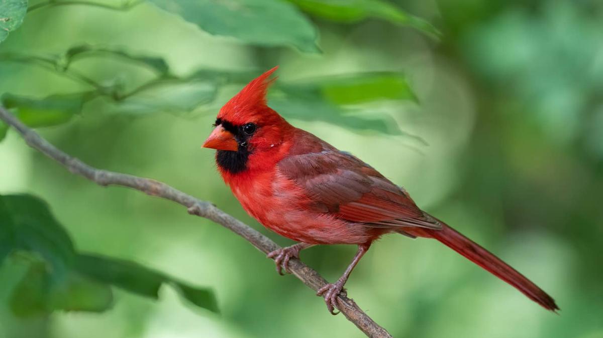 Northern Cardinal in a tree.