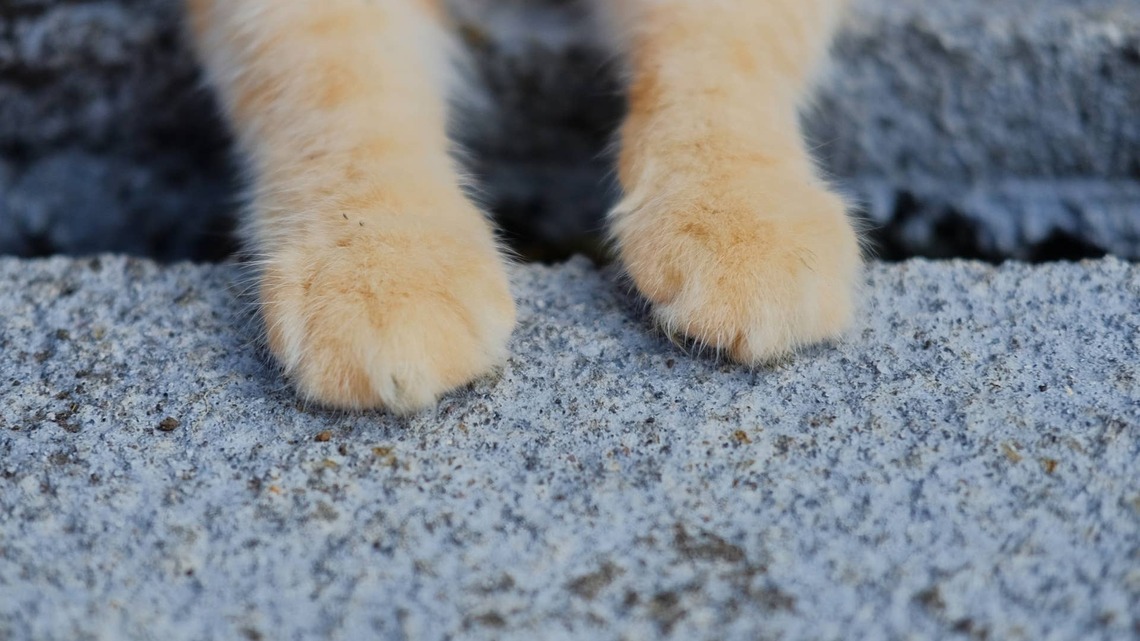 Perfect Rainbow of British Shorthair Kittens Has ‘One in Every Flavor'
