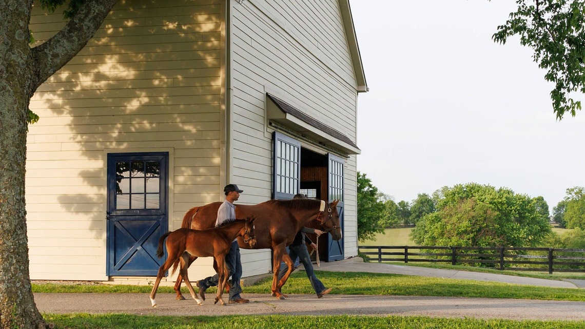TOBA Announces 2025 State, Canadian Breeders Of The Year 