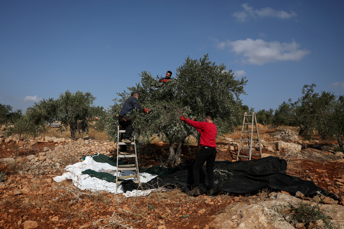 Israeli settlers steal Palestinians' olives as attacks on harvest grow ...