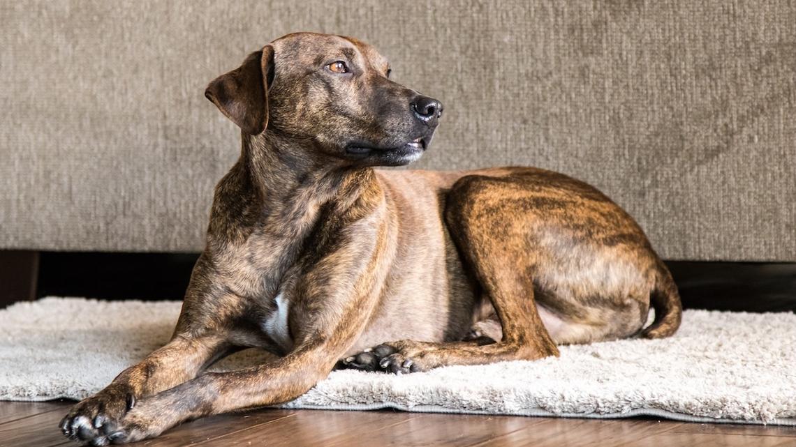 Rescue Dog With the Most Intense Eyes Performs 'Sit' Like She's Winning an Award 