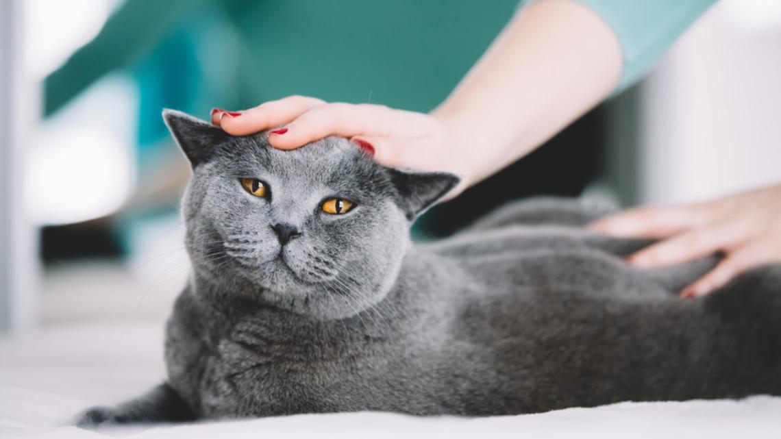 British Shorthair Cat Demands Pets From Random Strangers and It's Too Cute 
