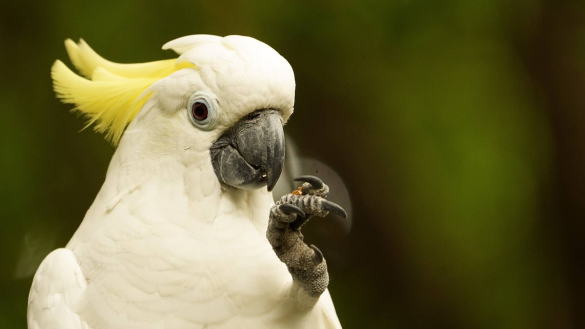 Cockatoo Nabs Mom's Makeup Brush and Treats Himself Like the King He Is 
