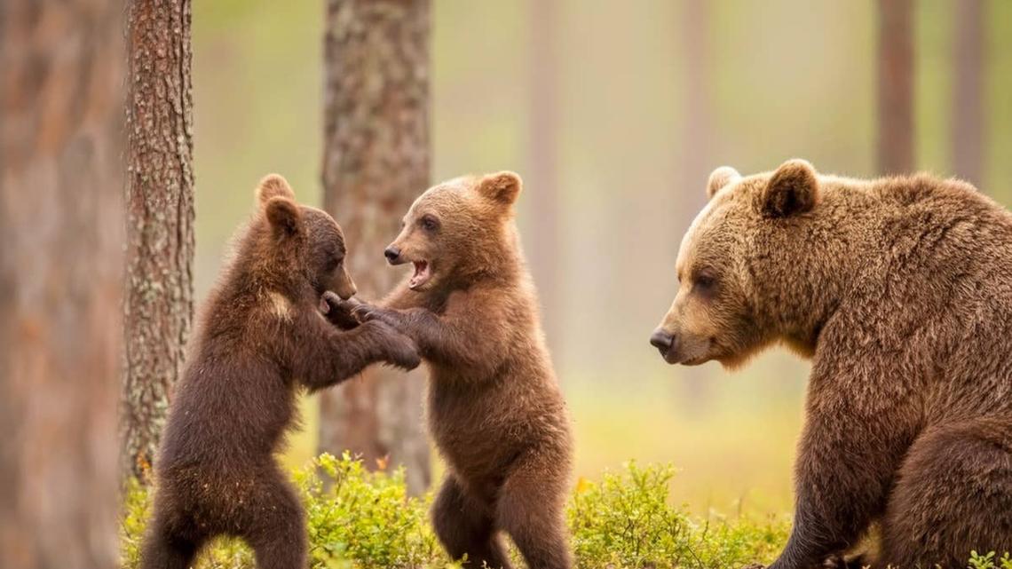 Two bear cubs fighting/playing as mom watches.