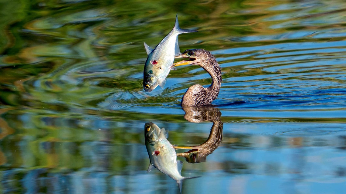 Watching this Anhinga Bird Fish is Like Nothing We've Ever Seen