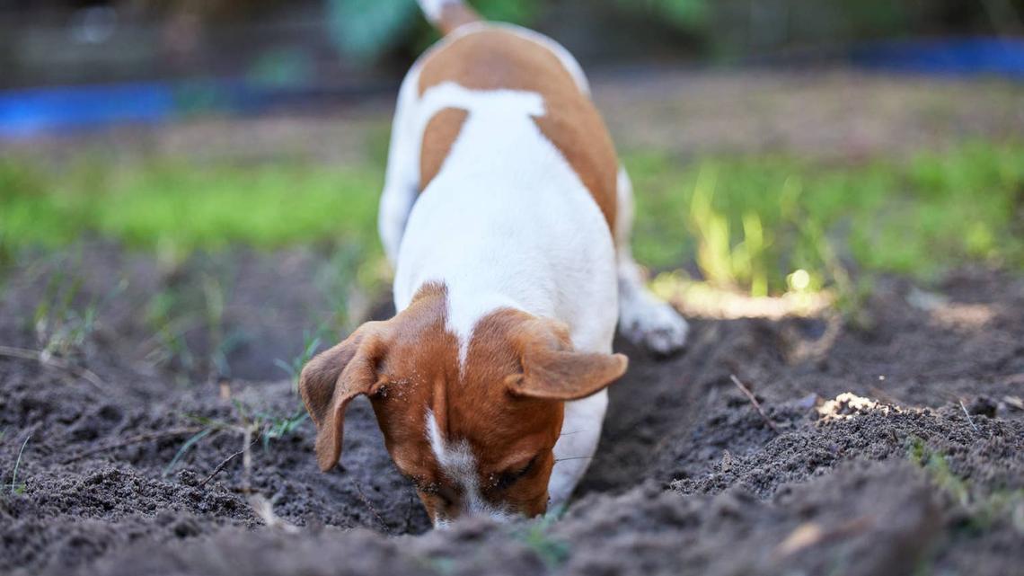A Clever Dog's Mind-Blowing Backyard Digging Project Is Breaking the Internet 