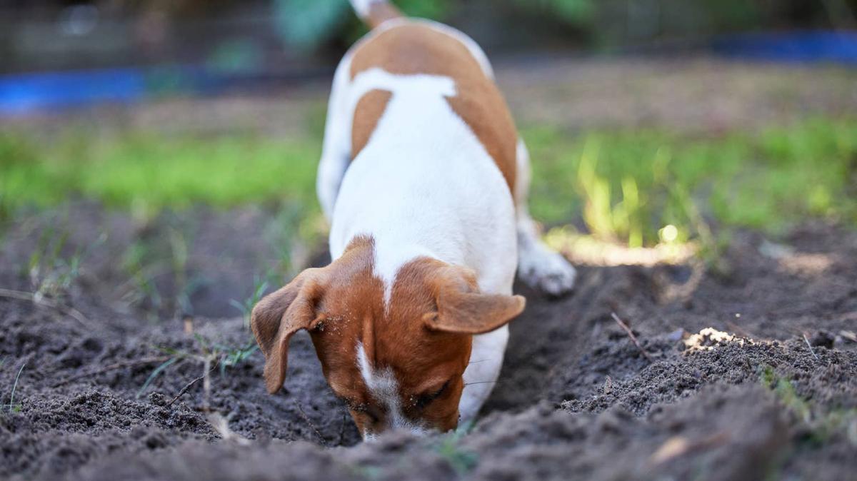 Jack Russel Terrier digging a hole. 