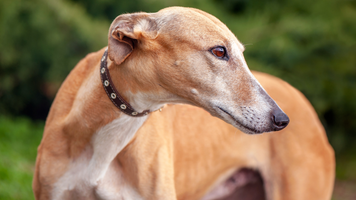 Greyhound's Gentle First Meeting With Neighbor Horses Leads to the Fastest Friendship 