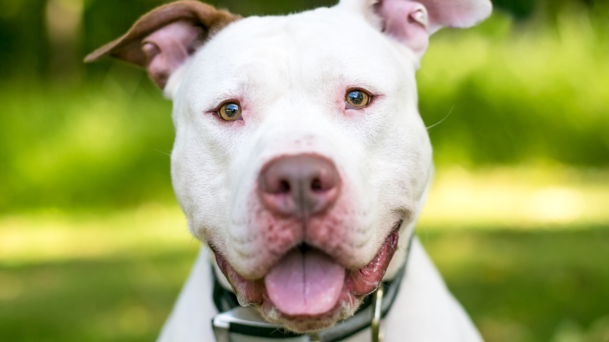 white pit bull.