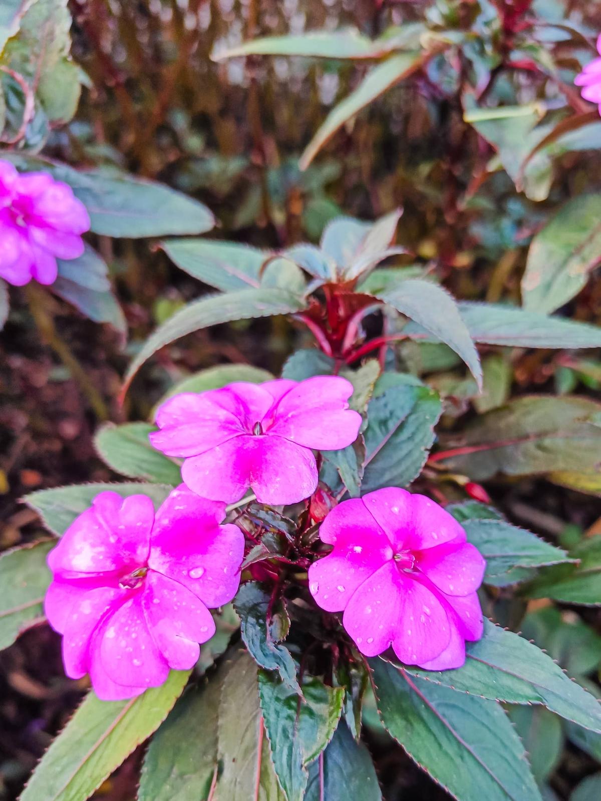  The impatiens hawkeri flowers blossom in the garden.
