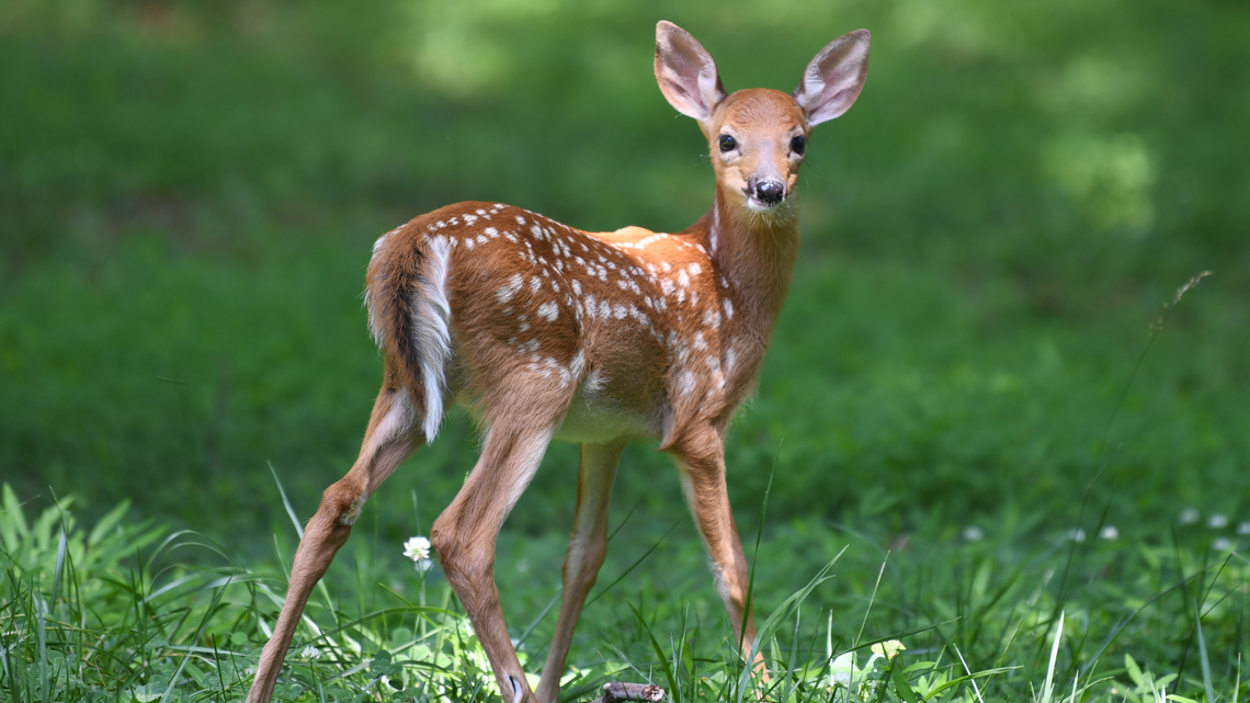 The #1 Thing NOT to Do If You See a Deer in Your Yard This Fall, According to Experts 