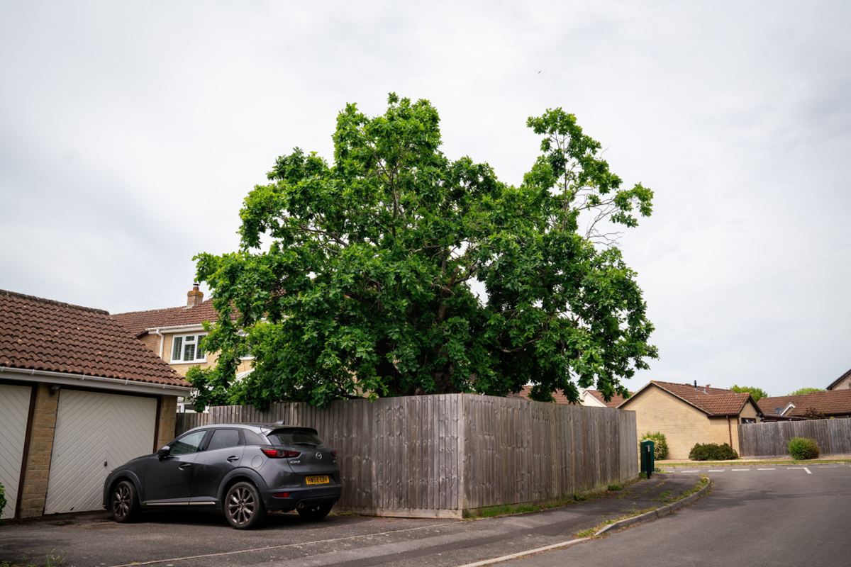  A 100-year-old oak tree has been saved from being chopped down despite causing damage to a woman's home. (William Dax via SWNS) 
