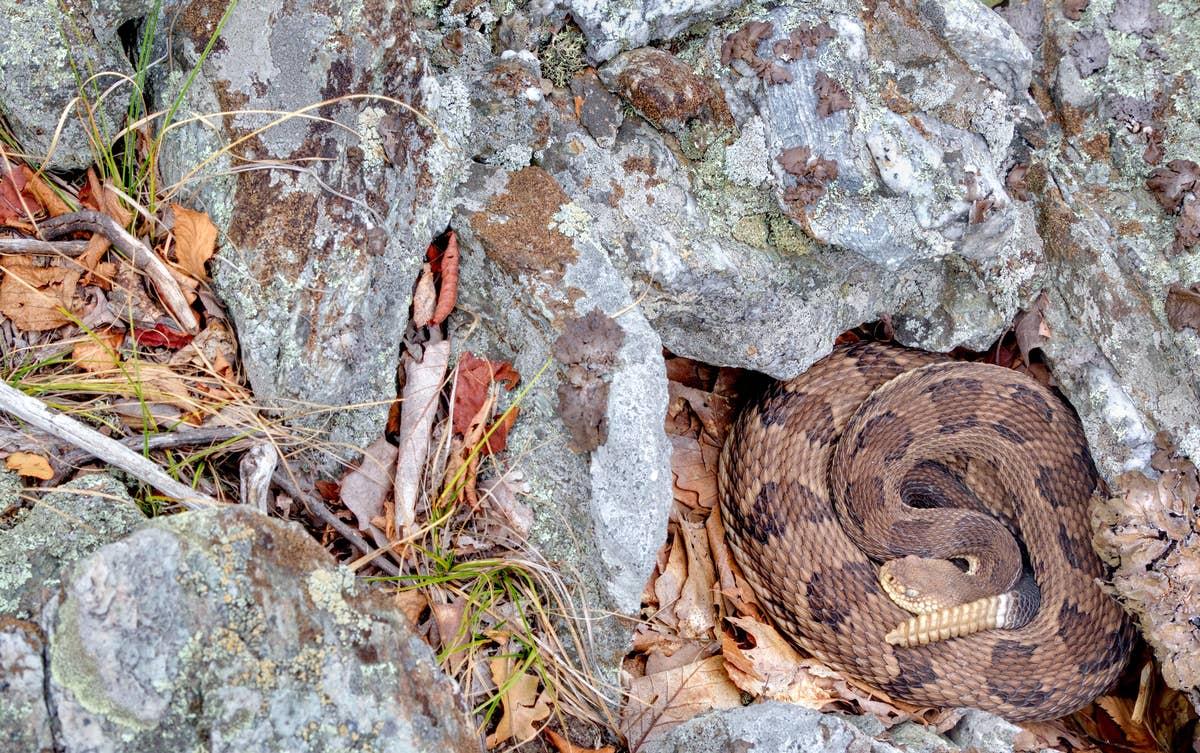  Rattlesnakes like to hide in Vinton Furnace State Forest.