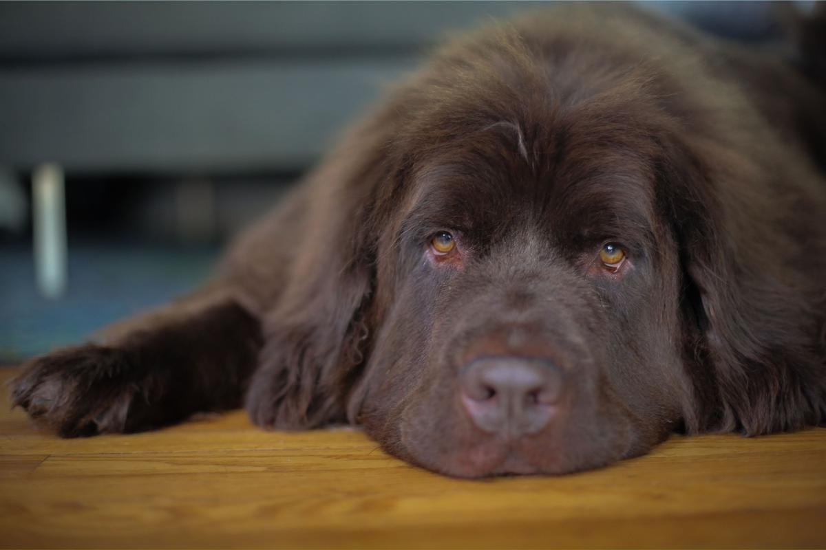  A stock image of a Newfoundland dog relaxing with its head on the ground. 