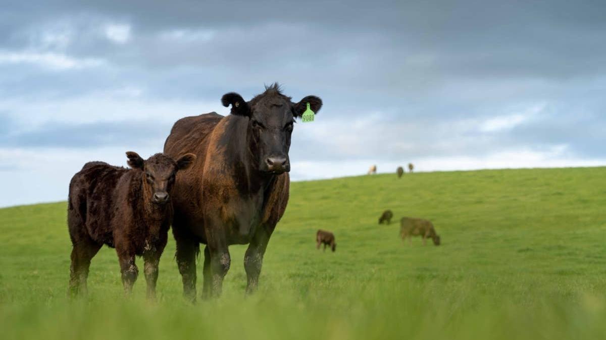 Cows grazing in a grassy field. 