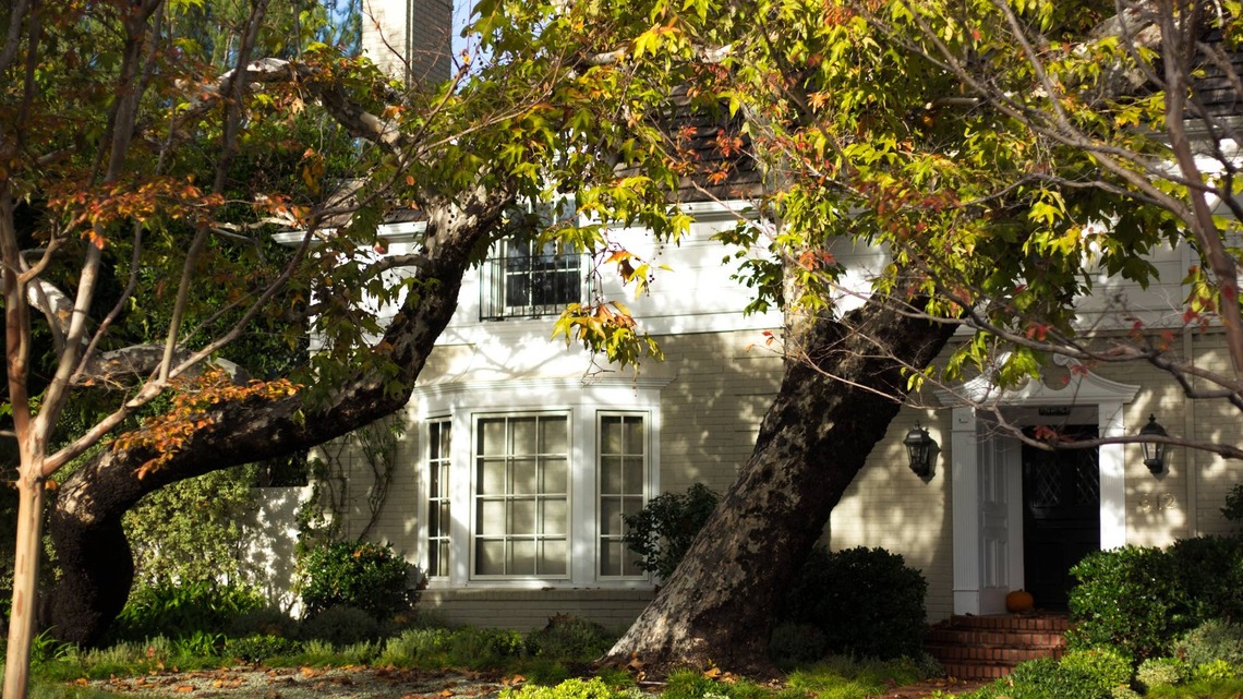 Could That Damaged Tree Fall During a Winter Storm? 4 Warning Signs to Check Now 