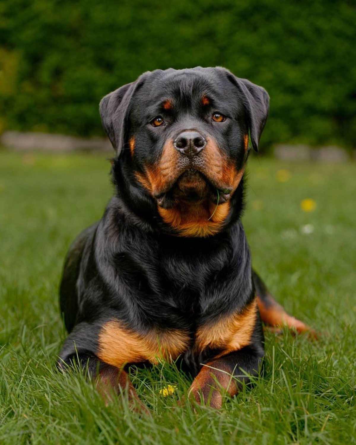  Vets say Rottweilers can be great guard dogs for older adults.