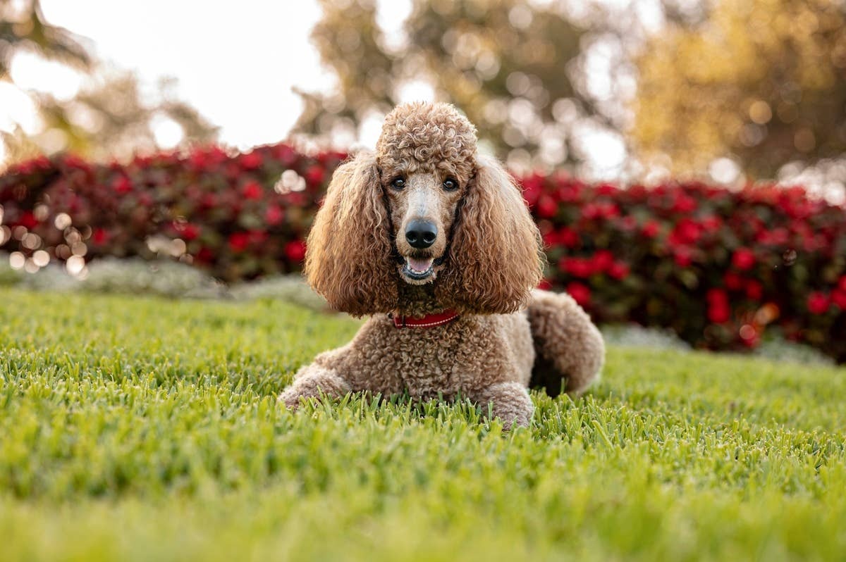  Standard Poodles are highly intelligent dogs, just like Golden Retrievers.