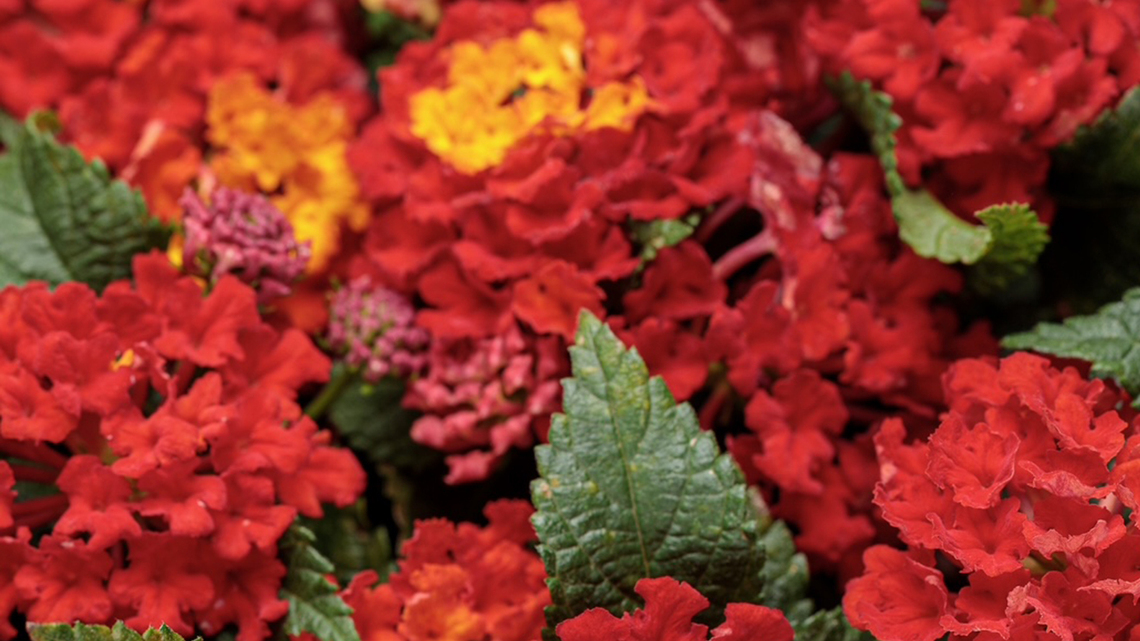 On Gardening: This lantana will give your garden a 'Royale' touch 