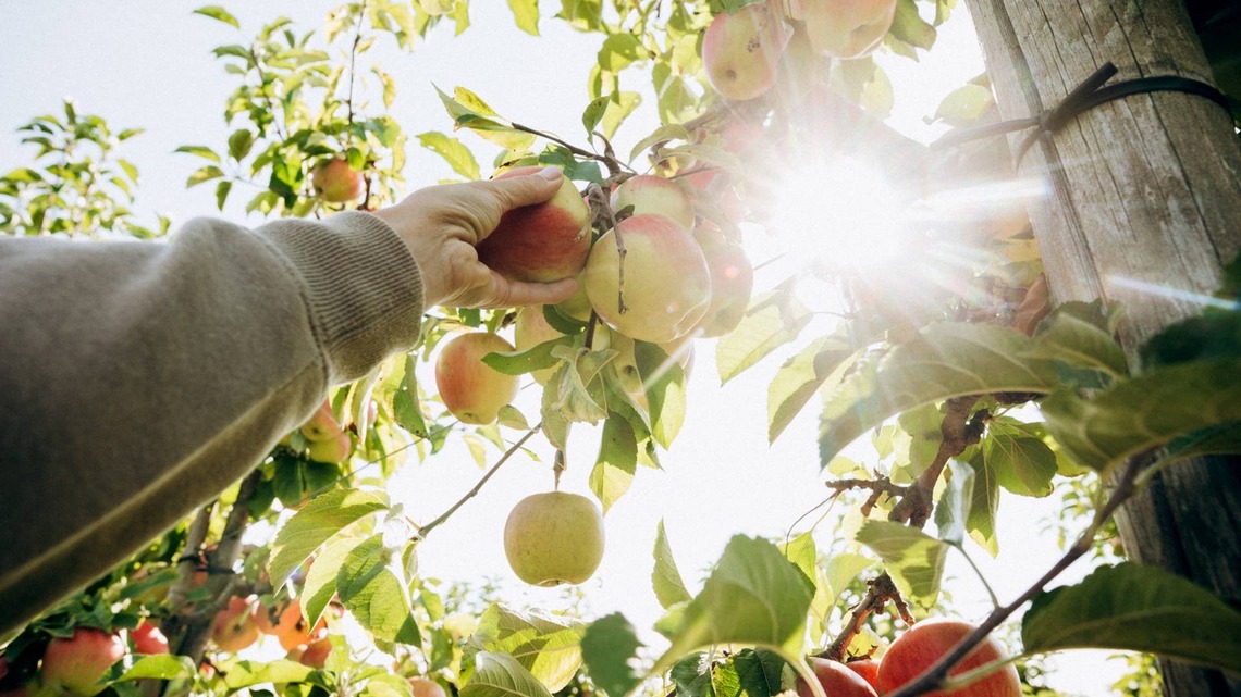 Here's Exactly What Happens to Your Gut Health When You Eat an Apple a Day 