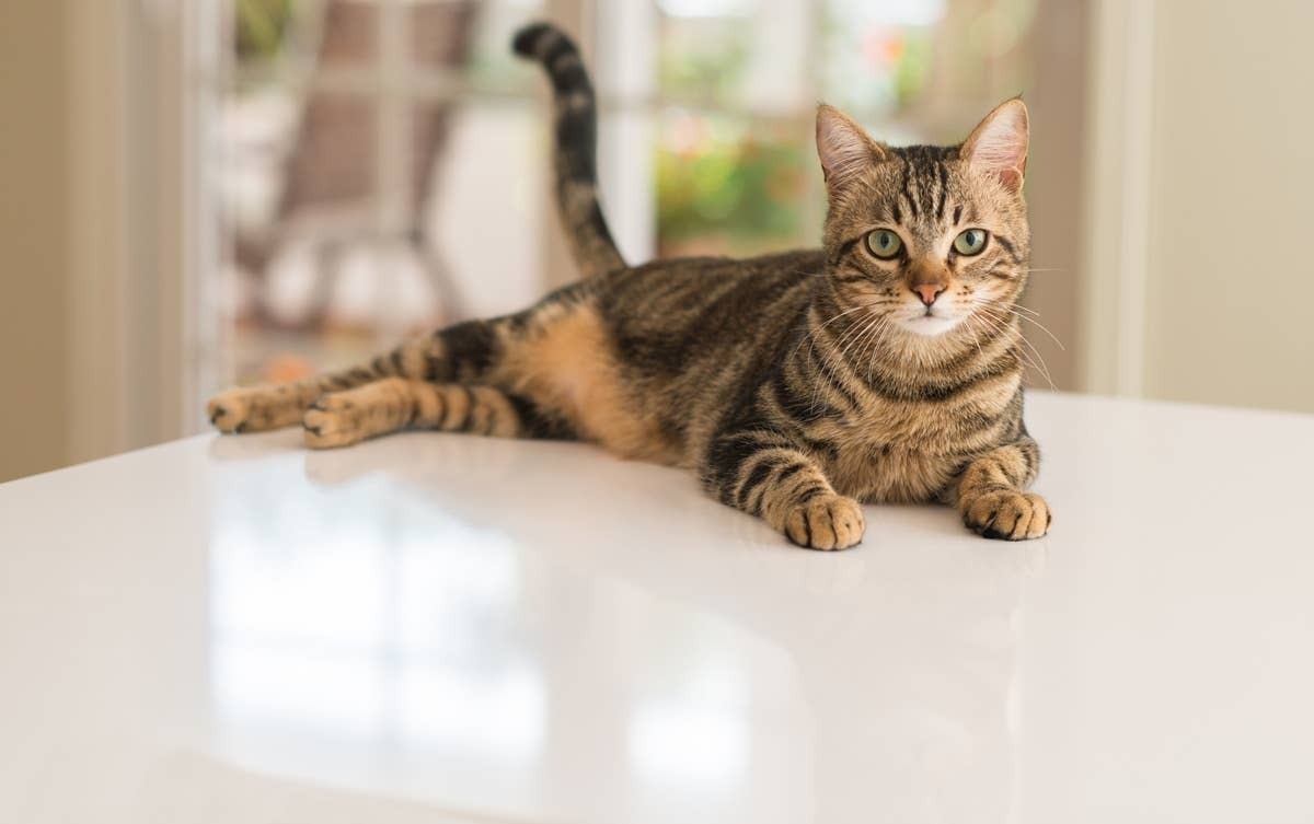  A cat with friendly body language.
