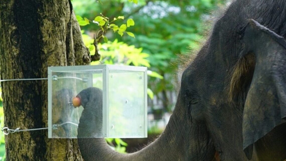 Elephants think before they act and resist impulsive behavior