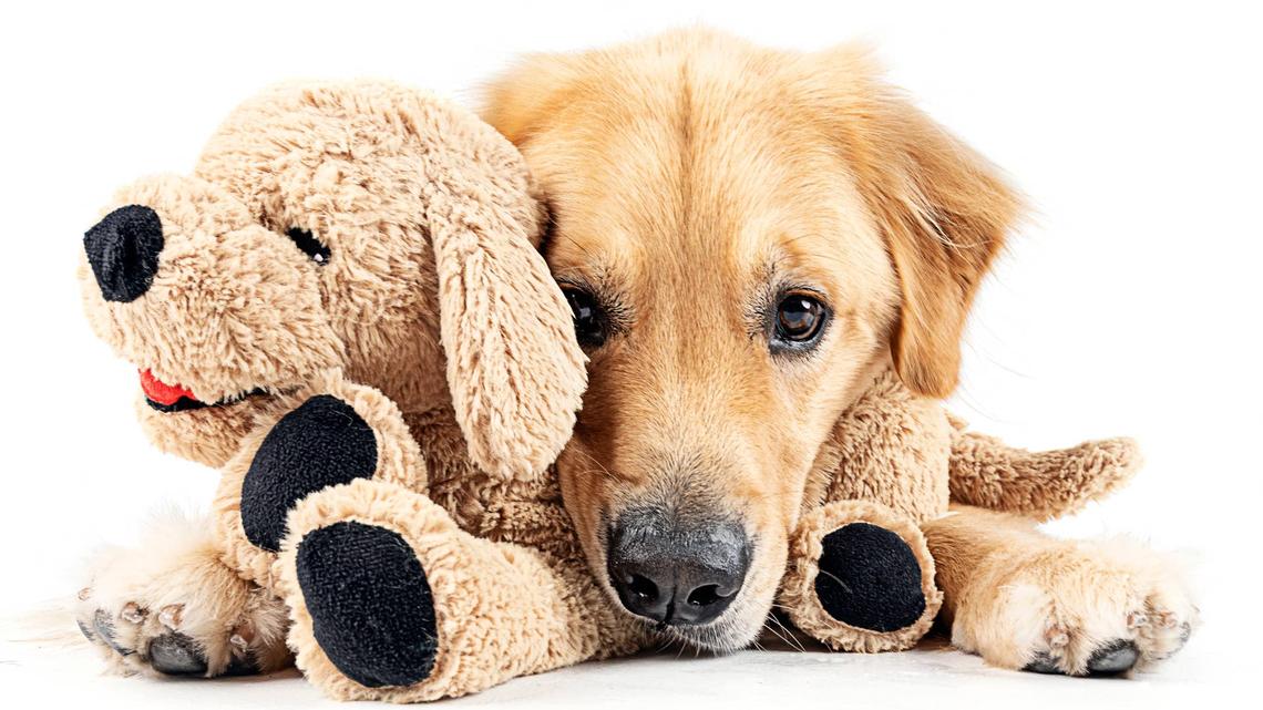 Retriever Dad Says 'Walk' 10 Times-Dog Becomes a Literal Kangaroo 