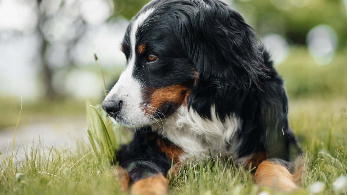 Bernese Mountain Puppy 'Picks a Fight With a Soda' and It's Hilarious 