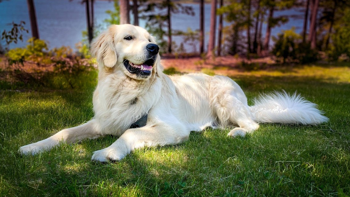 Golden Retriever Crashes the Wrong Family Reunion and Greets a Group of Great Pyrenees Like Long-Lost Relatives 